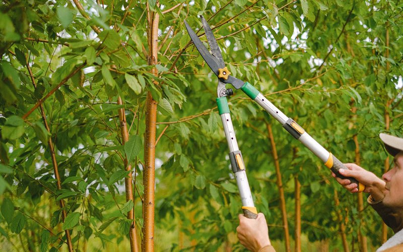 Tree trimming in Grabill, IN